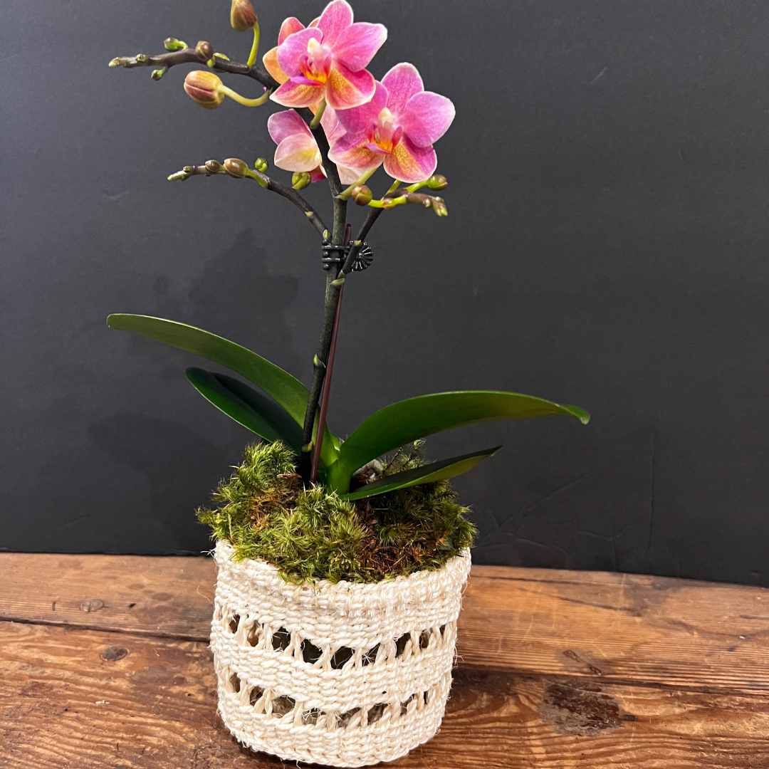 Mini Orchid in Woven Basket