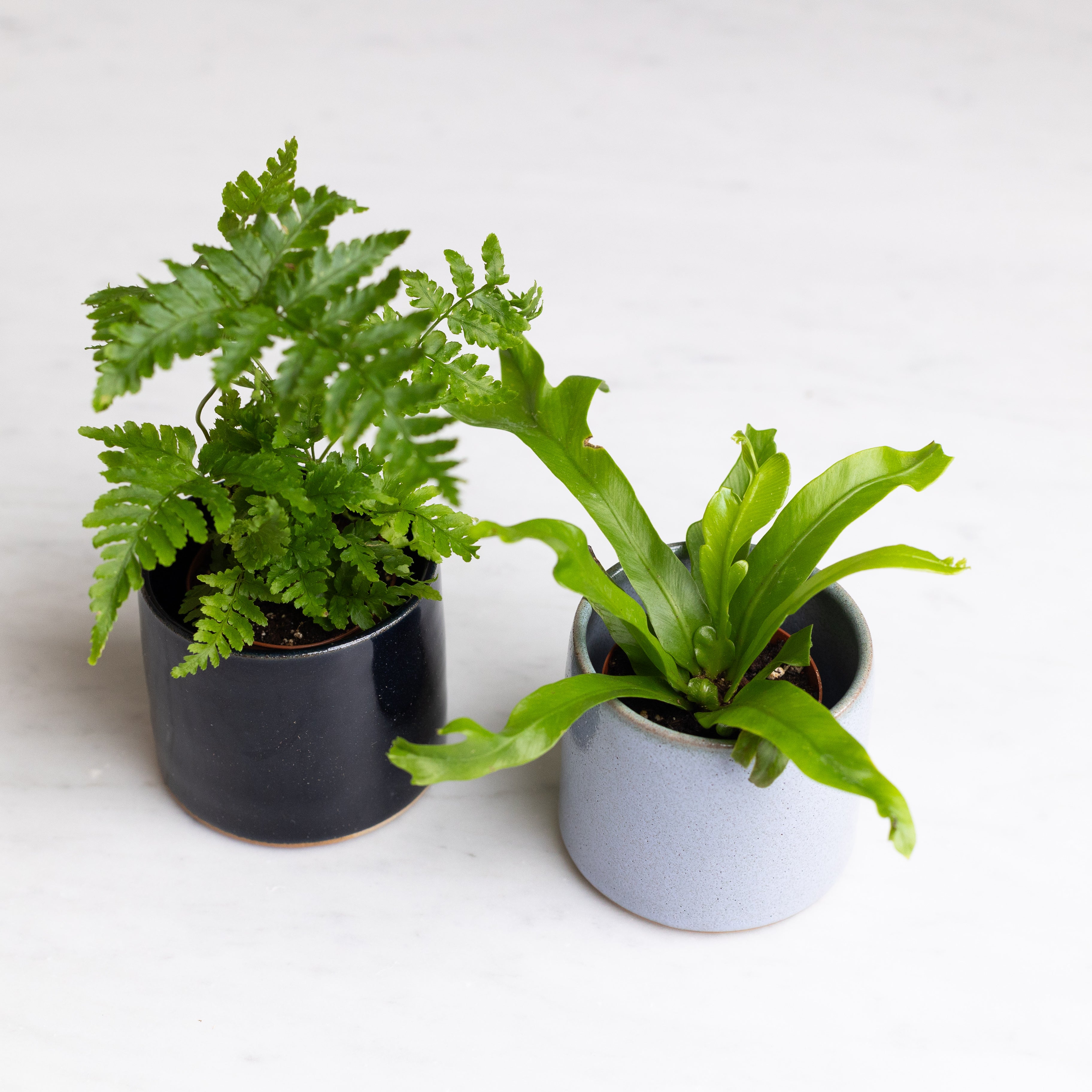 Green Plants