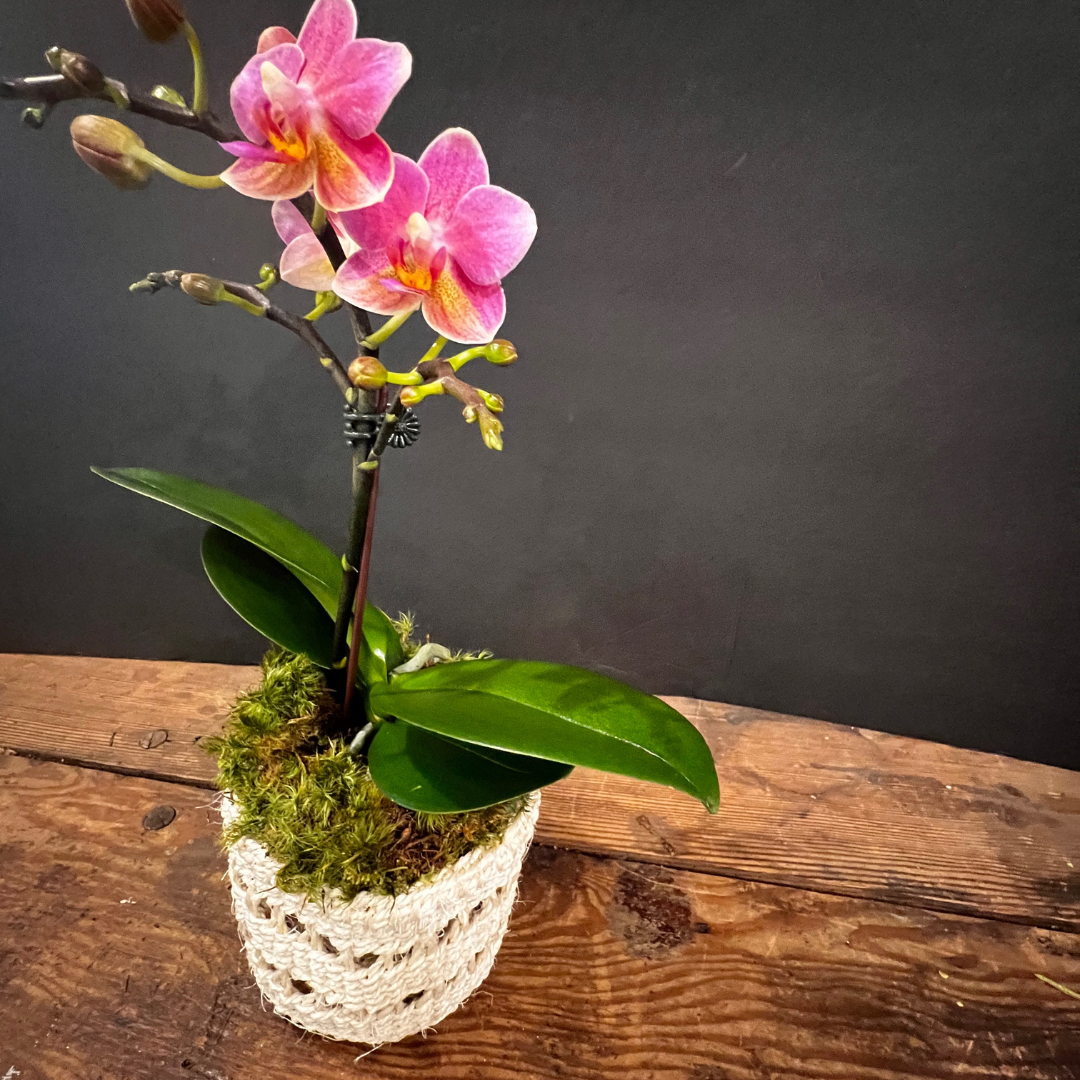 Mini Orchid in Woven Basket