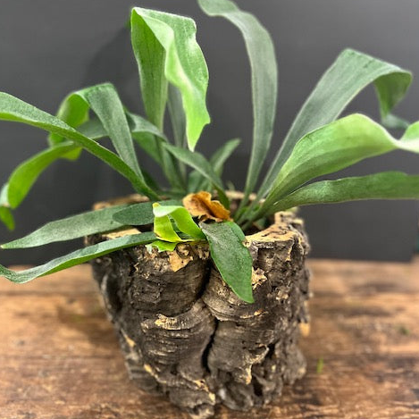 Staghorn Fern in Natural Cork Bark Planter