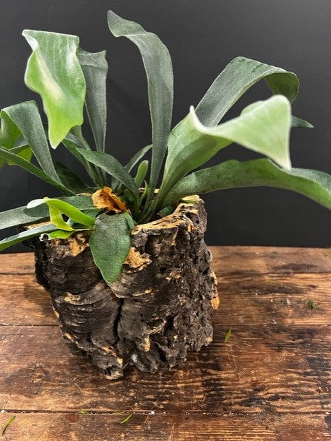 Staghorn Fern in Bark Pot
