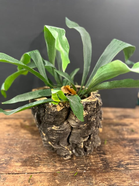 Staghorn Fern in Bark Pot