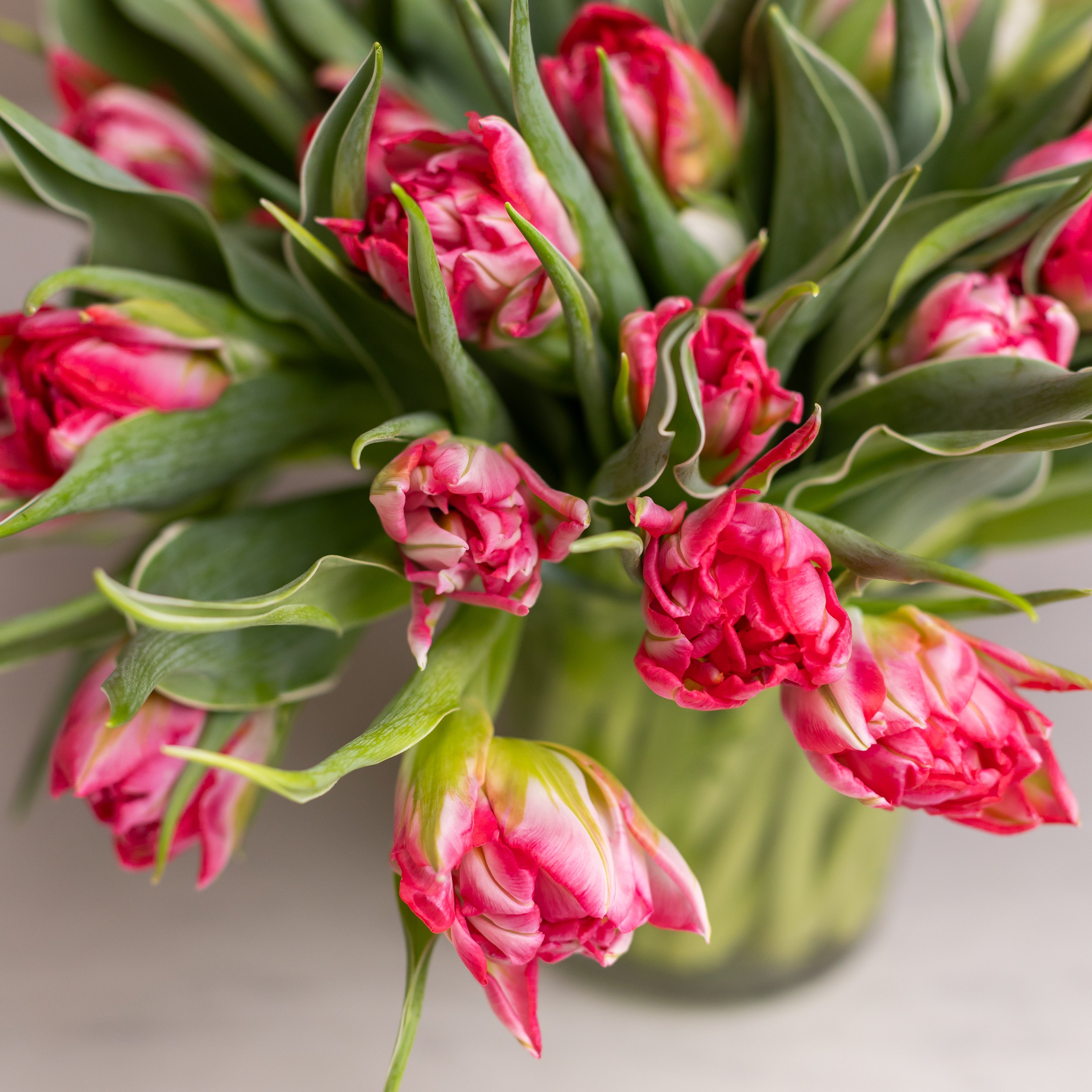 Double Tulips in Glass Vase