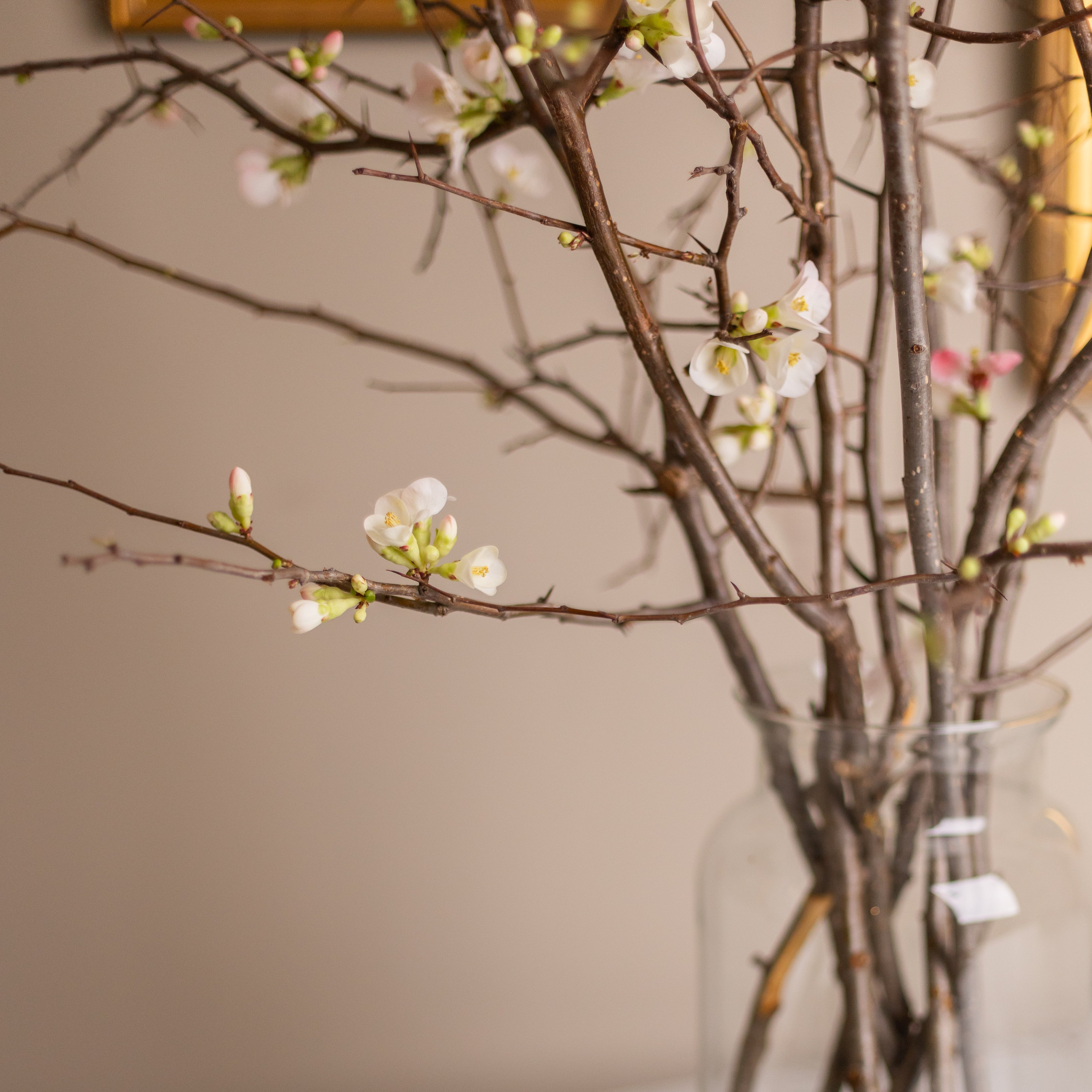 Flowering Quince Branch